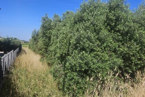 WhatsApp Image 2025-06-05 at 15.59.30 (3)